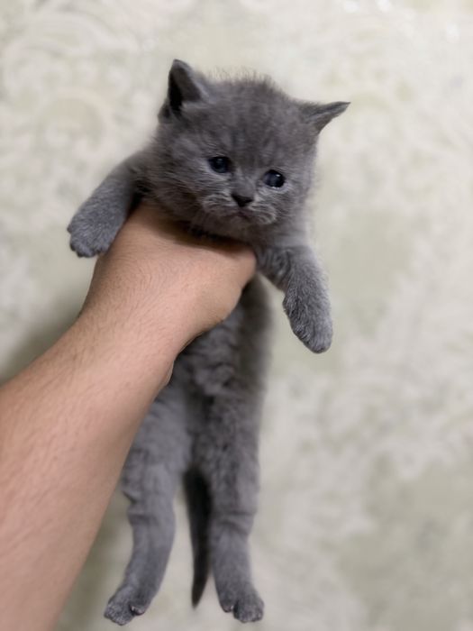 Tozza zotlik mushukchalar