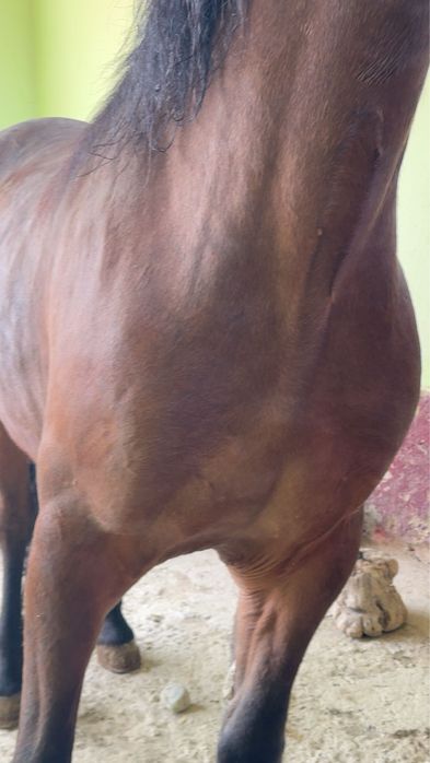 Vand mânză de 3 anii invățată la ham