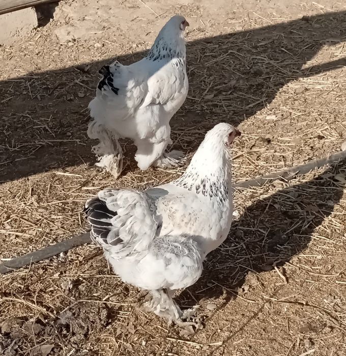 Продам  куры брамма