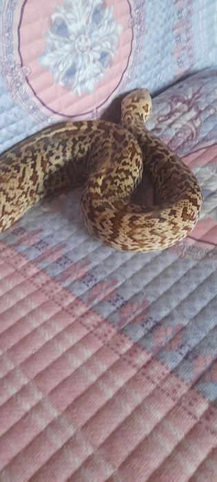 Продам Бирманского  гранитного  питона.