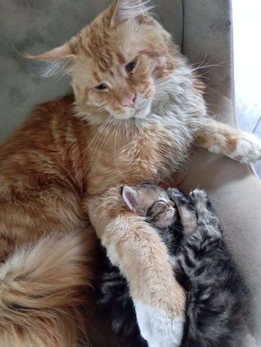 Котята, папа Мейн Кун