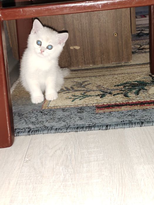 Британские шиншиллы