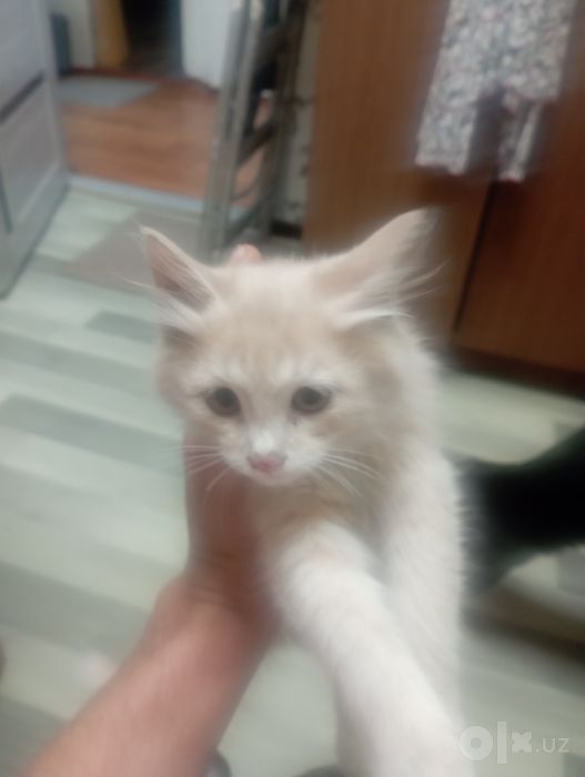 Отдам котят в хорошие руки девочки