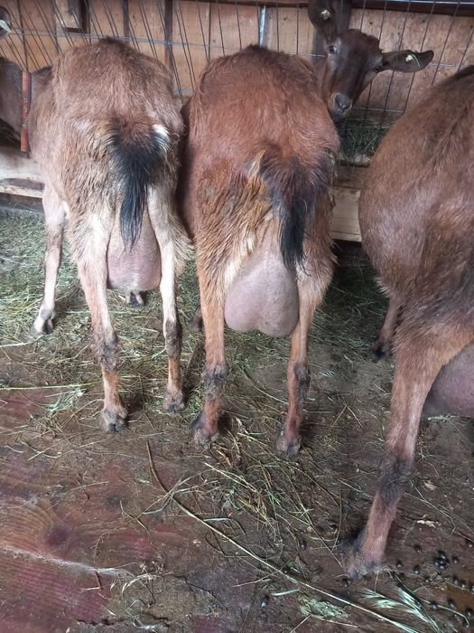 Vand  sau schimb 8  capre sannen și alpina franceză