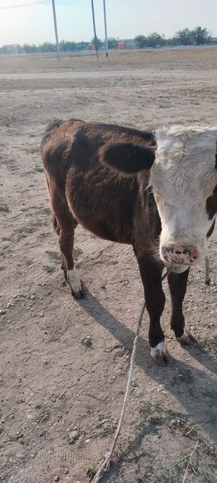 Продам теленка (урғашы), 8месяцев, спокойная, ест все, на дорашивание