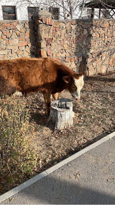 3 Бұзау сатылады