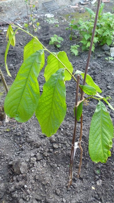 Asimina triloba, Асимина, Пау-пау, Индиански банан