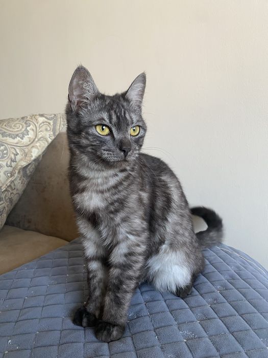 Отдам в добрые руки