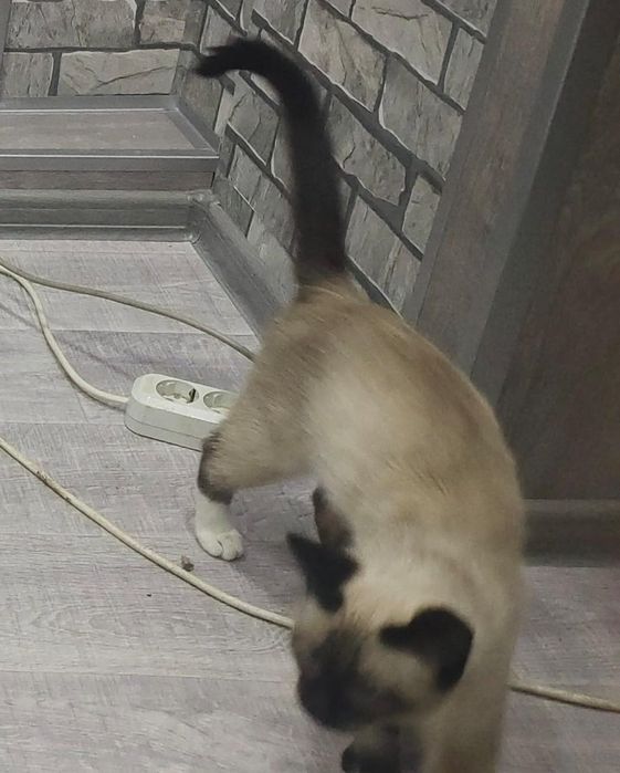 Пропал кот, ищю своего кота.