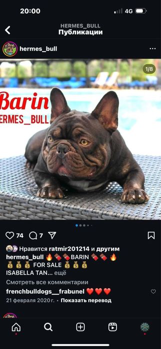 Французский бульдог - вязка кобель