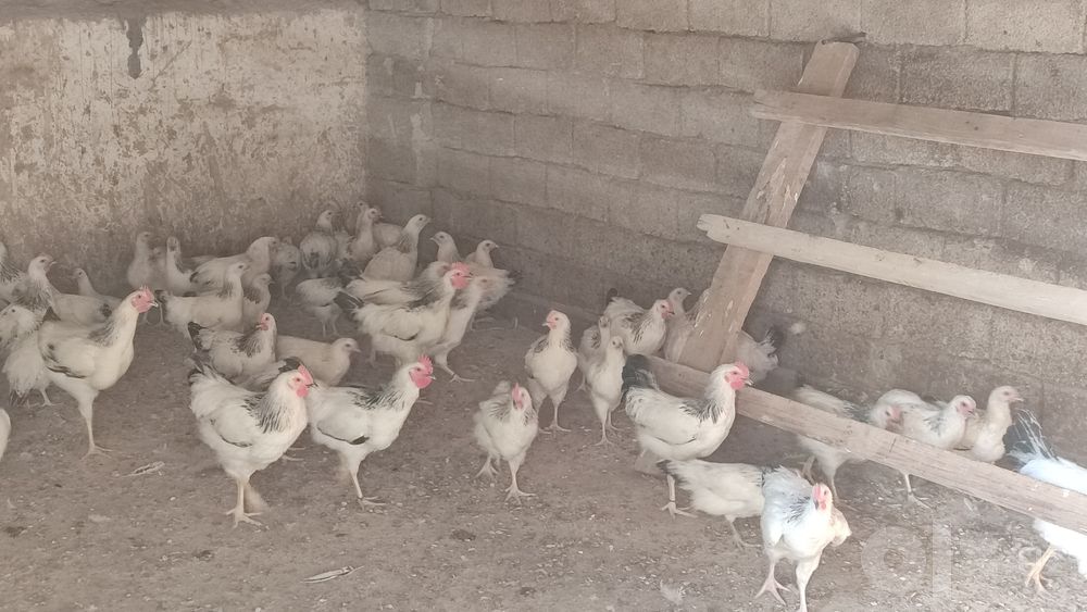 Adler XOROZLAR sotilad