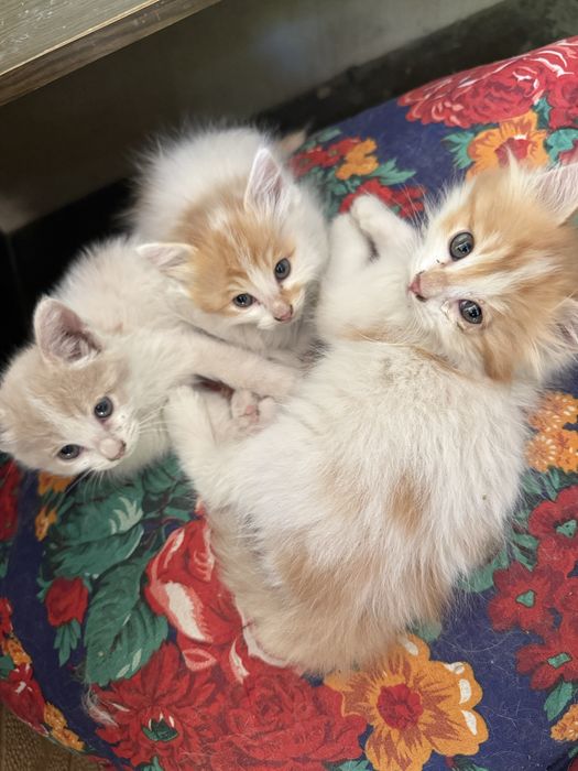 Отдам котят в хорошие руки!
