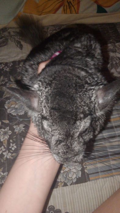 Животные продам шиншиллу