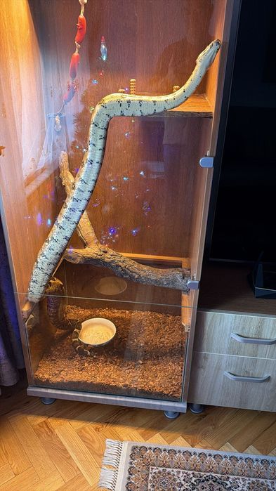 Boa Constrictor ,șarpe