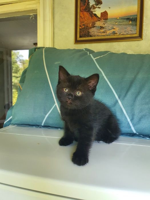 Скотиш страйт котята