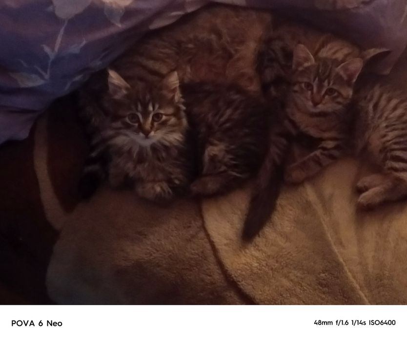 Котята 2 месяца, просто так в хорошие руки