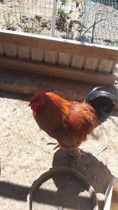 кораз сатылады 5000 тенгеден 1шт