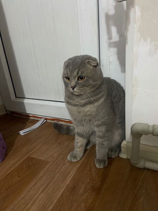 Мысық пародистый вислуха