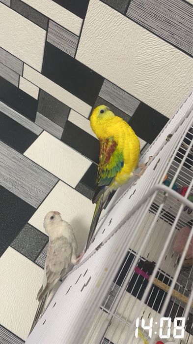 Papagali cântători