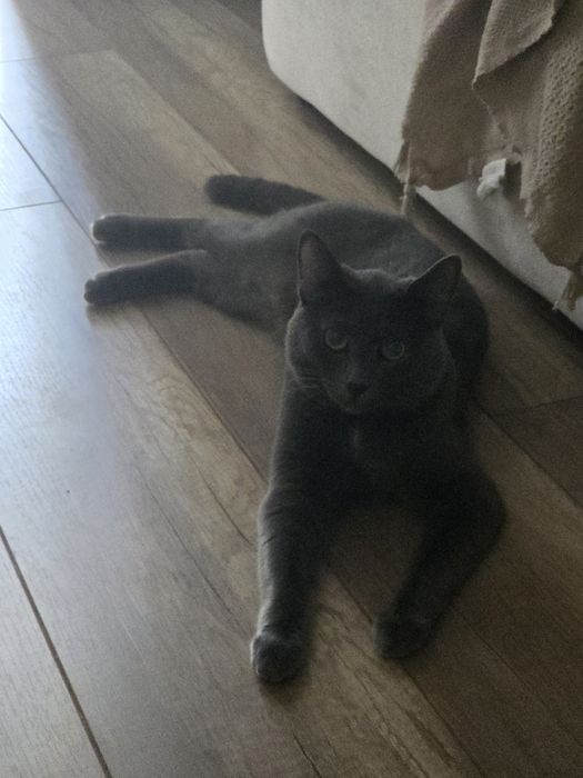 Отдадим кота в хорошие руки.