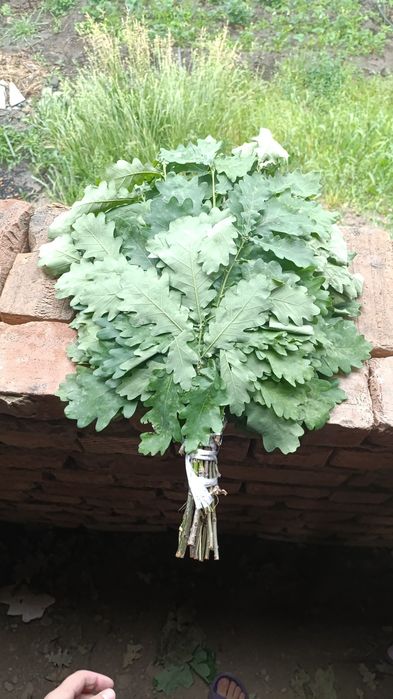 Продам дубовые веники