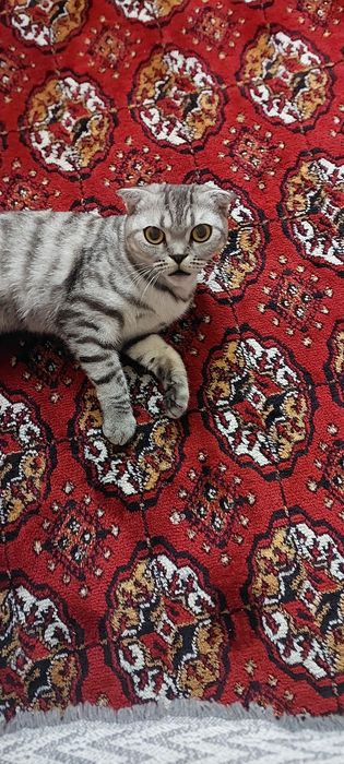 Зотдор мушук сотилади.