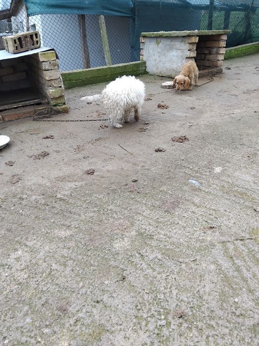 Продавам Лагото.