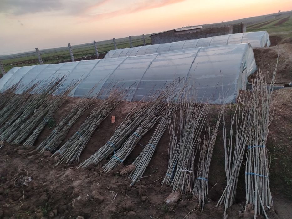 Терак ку́чатлар сотилади