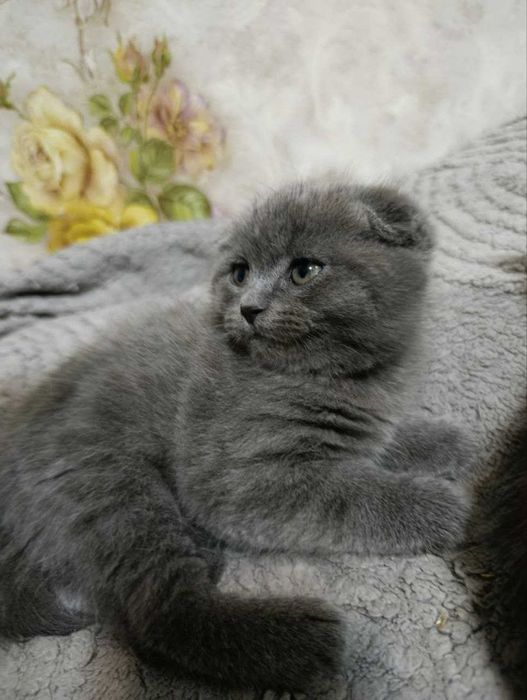 Котята скотиш фолд и страйт