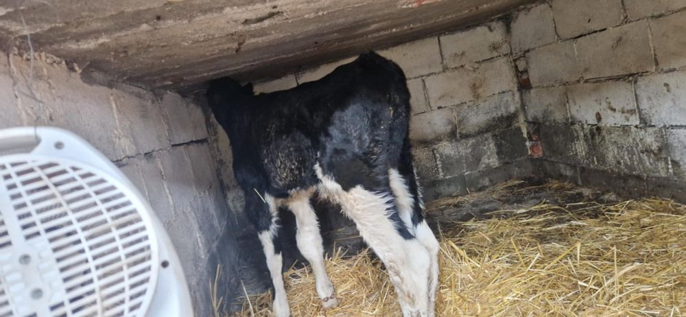 Vitel o săptămână 1400 de lei