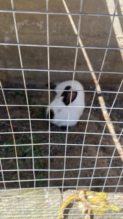 Кролики Калифорния