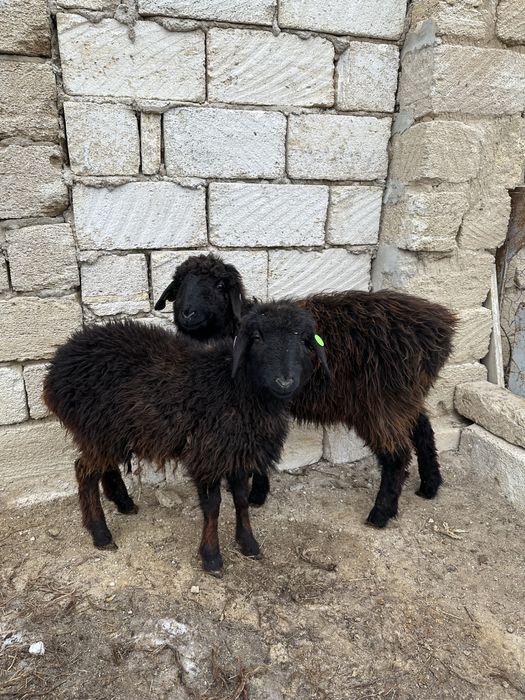 Тоқты сатылады екеуі 70мың