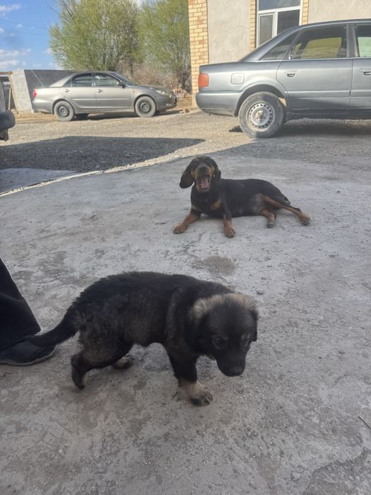 Собака канден.