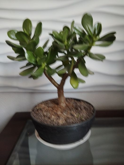 Крассула (толстяка, монетное дерево)