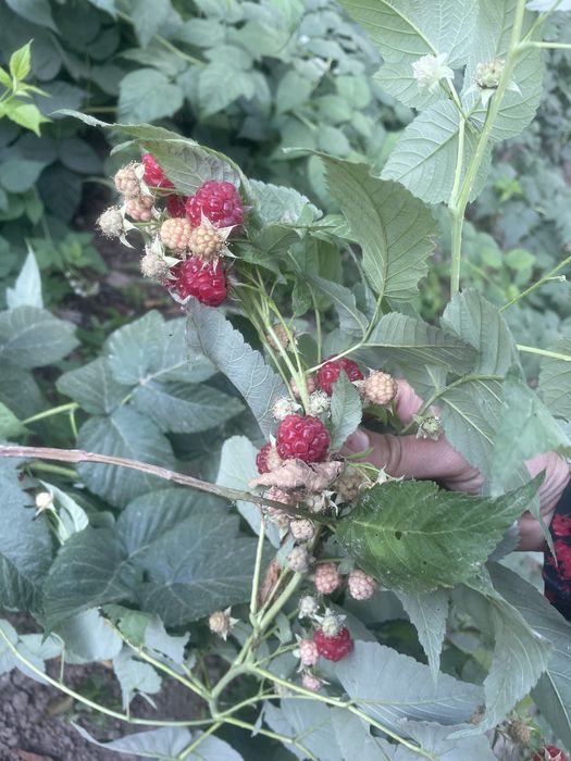 Рассада малины и клубники