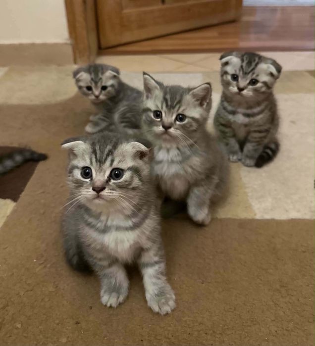 Британско коте таби