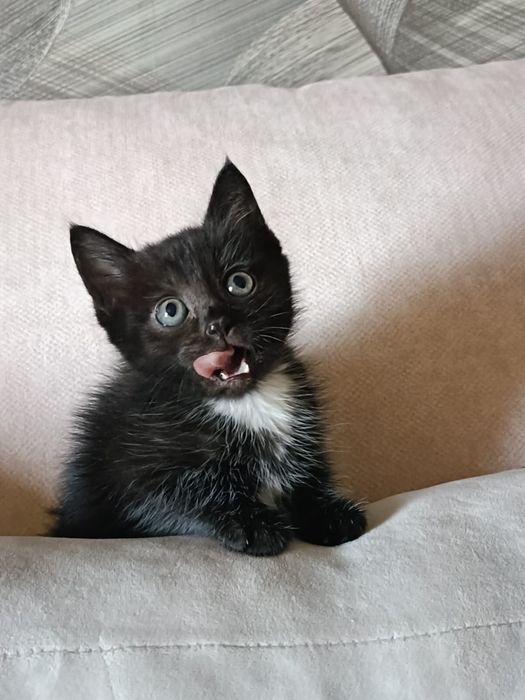 Котята девочки и мальчик !