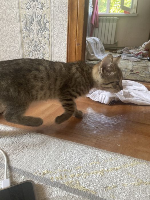отдаем бесплатно котят