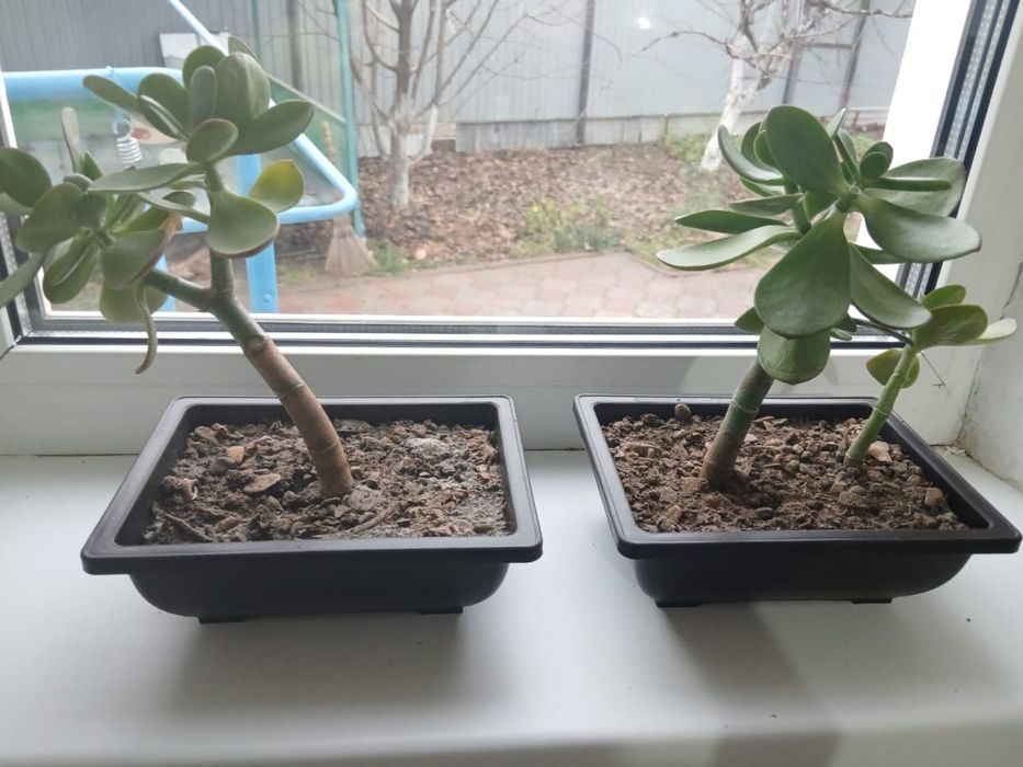 Денежный дерево(акша гул)