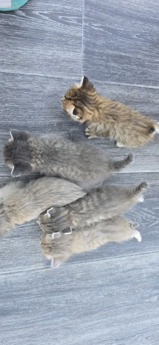 Отдам котят в добрые руки