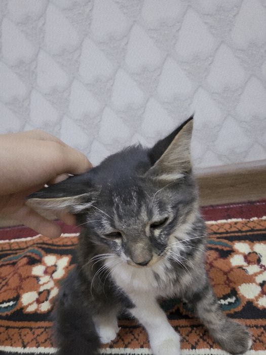 Zotli Uy mushugi. Aqlli