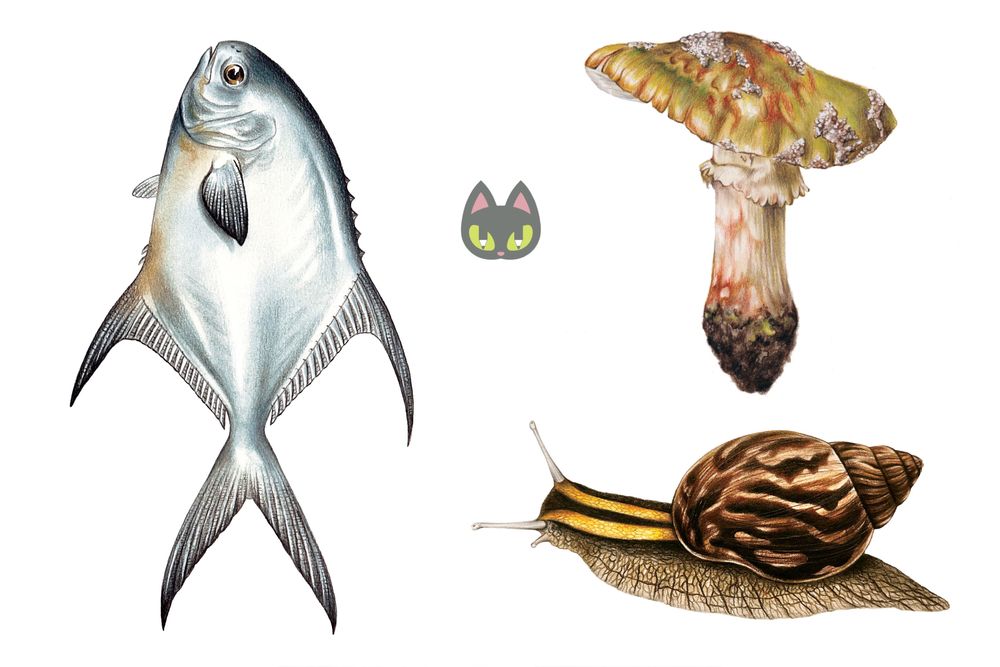 Авторски илюстрации на животни