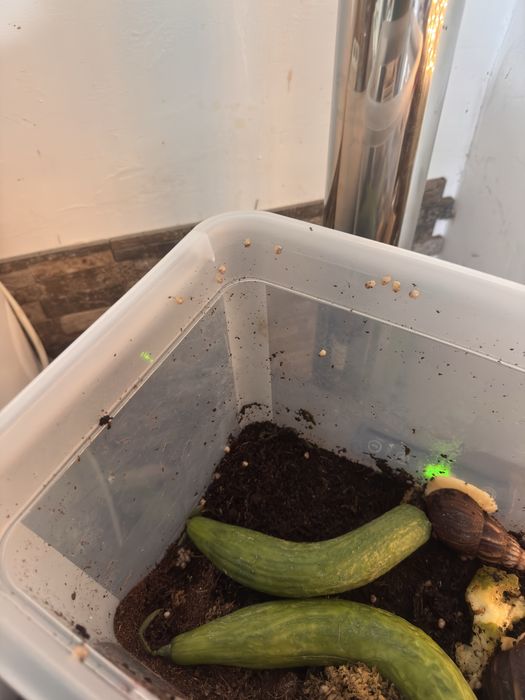 Продавам африкански охлюв