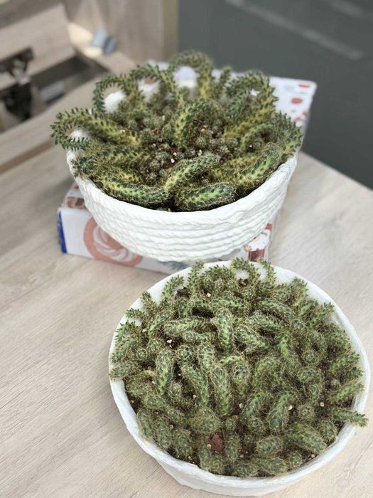 Композиция кактусов (Маммиллярия)