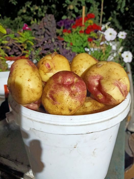 Дачная свежая картошка