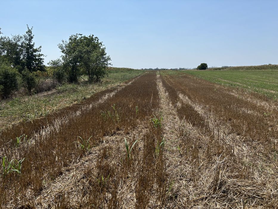 Vand 3700 mp teren extravilan agricol in Odobesti(Zidurile)