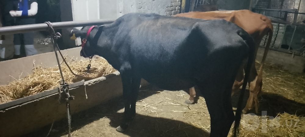 Ona bola sigir sotiladi kafolati bilan