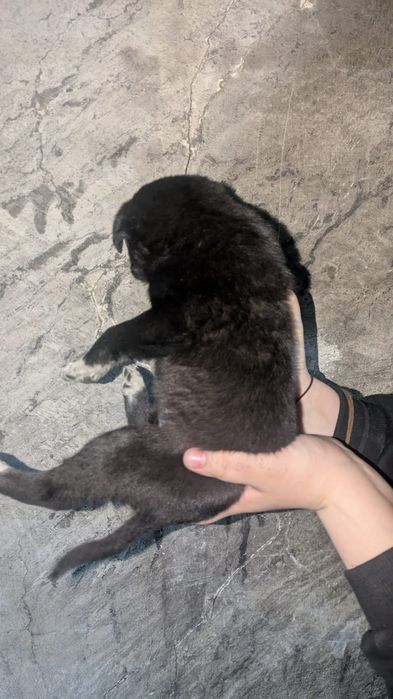 Щенки мальчики ищут дом