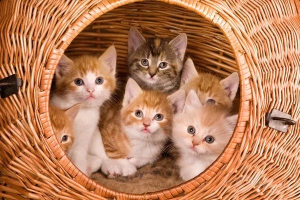 Продаются Котята