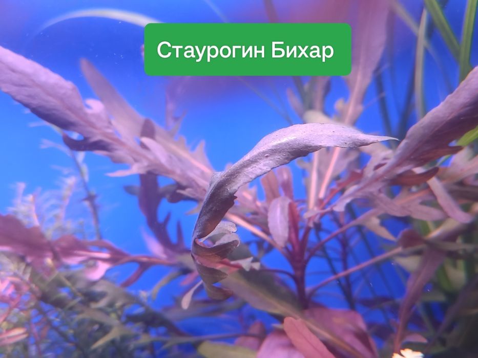 Редкие аквариумные растения